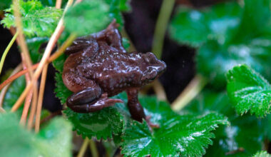 A Jambato harlequin toad is seen at the Jambatu Center for Amphibian Research and Conservation in San Rafael, Ecuado. Credit: Rodrigo Buendia/AFP via Getty Images