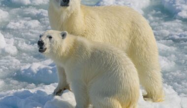 Uncommon Knowledge: Why Fat Polar Bears Are Trump’s Climate Ambassadors