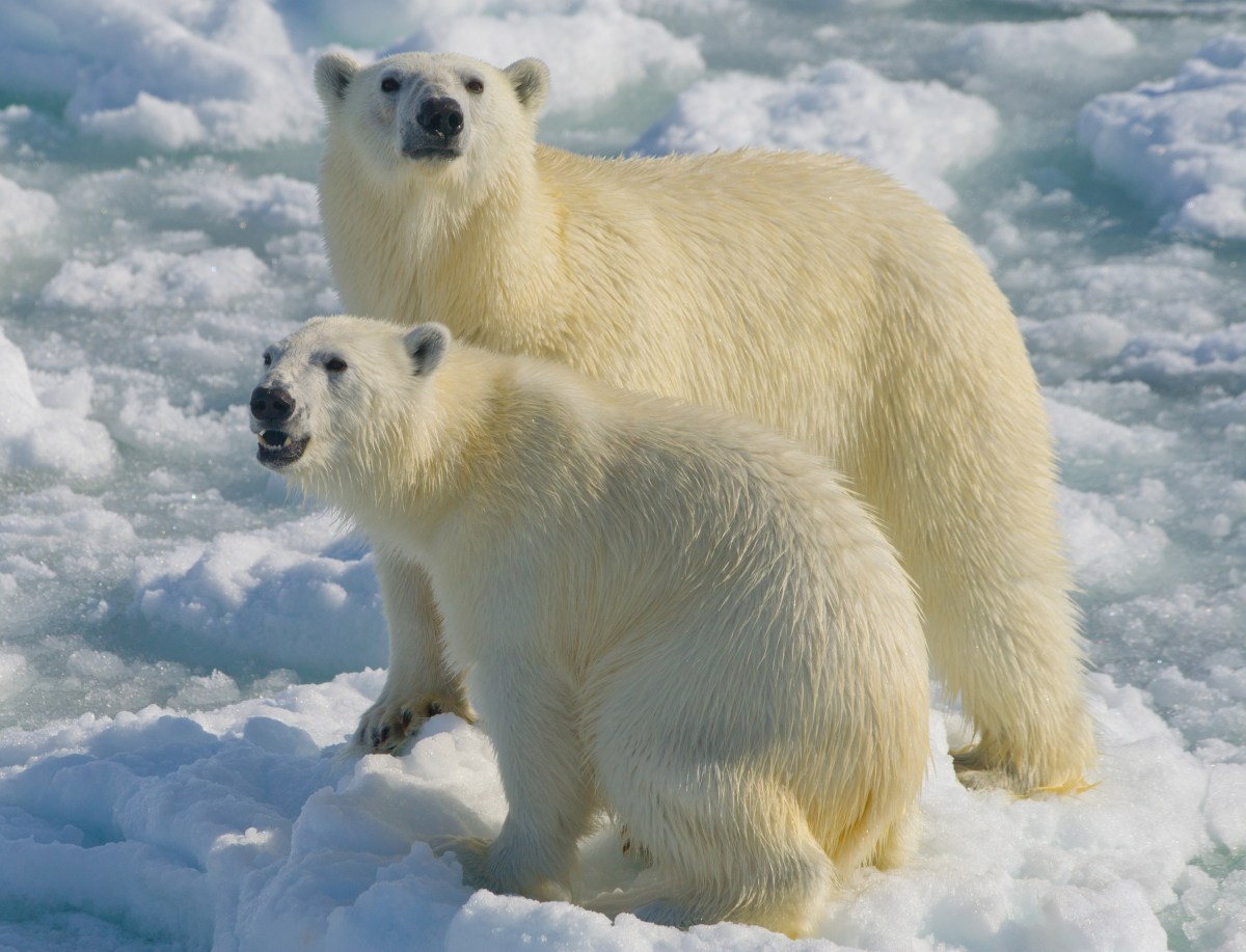 Uncommon Knowledge: Why Fat Polar Bears Are Trump’s Climate Ambassadors
