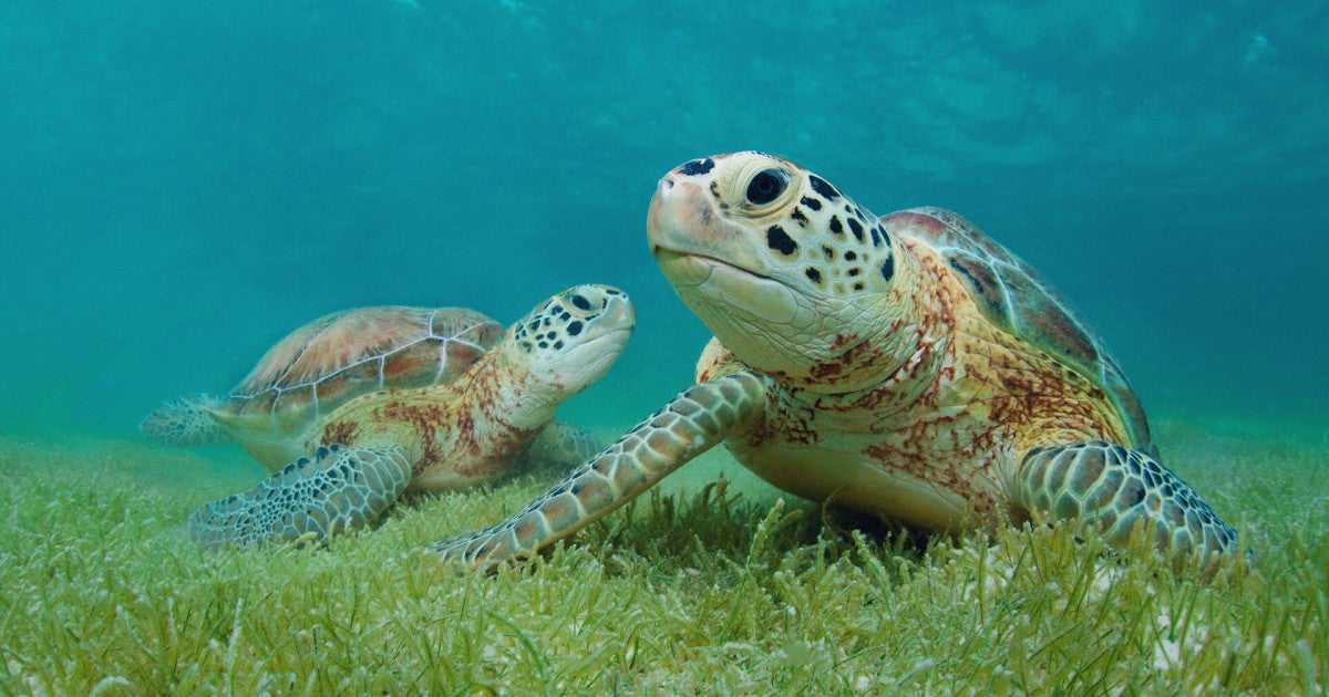 In Mexico, new progress to save animals from wildlife trafficking