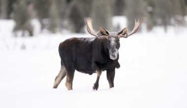 Moose Charges Man Getting Mail in Alaska, Dogs Step in to Help