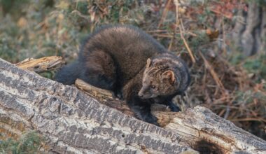 Not One But TWO Rare Animals Spotted on Wisconsin Trail Cam