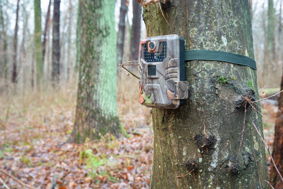 Trail Cam Captures Rare, White Elk in Montana