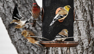 Goldfinch2-26 - American goldfinch and a House finch feed on sunflower hearts.