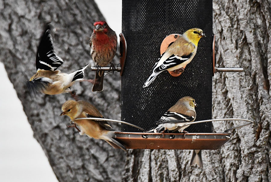 Goldfinch2-26 - American goldfinch and a House finch feed on sunflower hearts.
