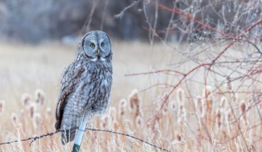 Winter strays: Great gray owls spotted in central Wyoming