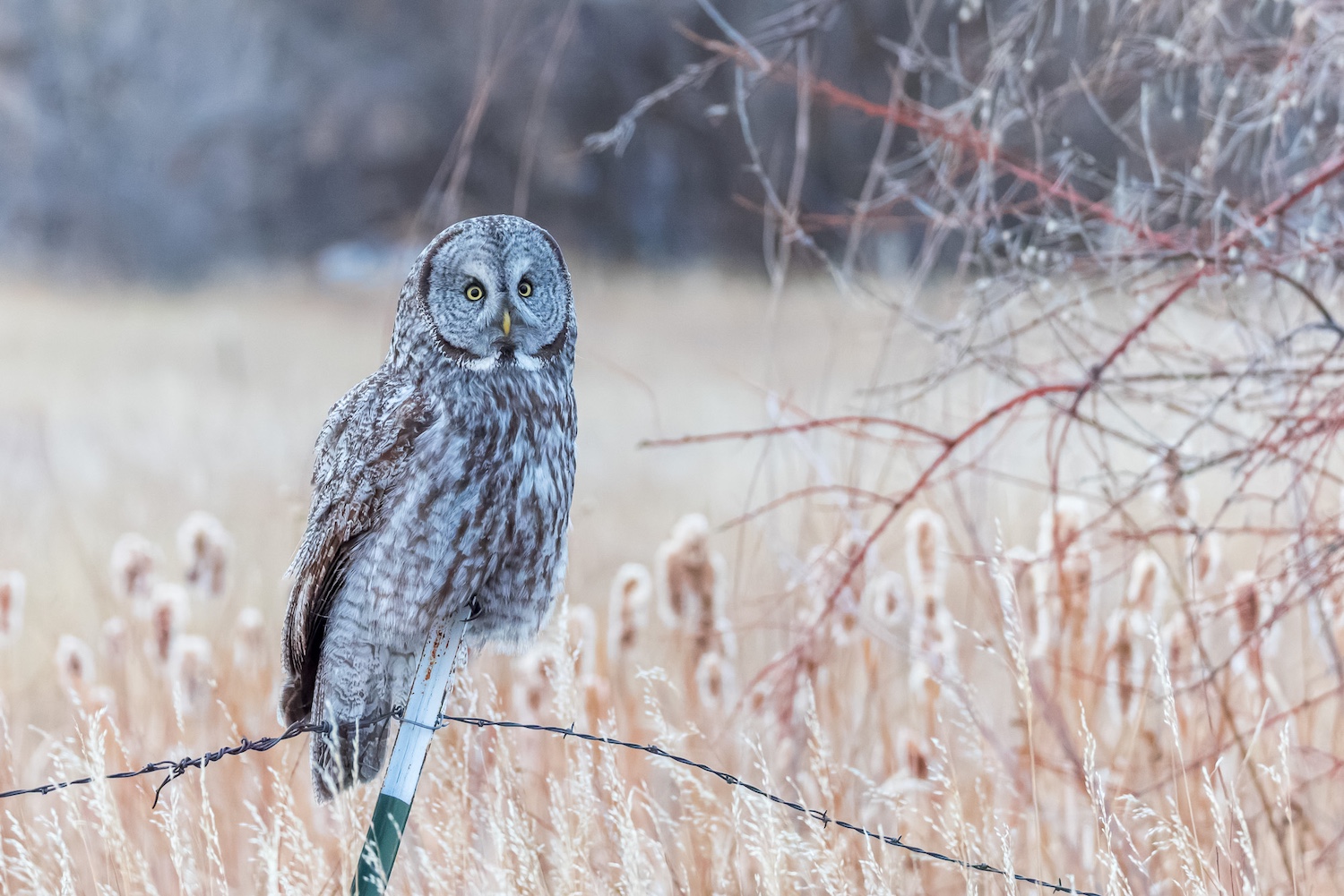 Winter strays: Great gray owls spotted in central Wyoming