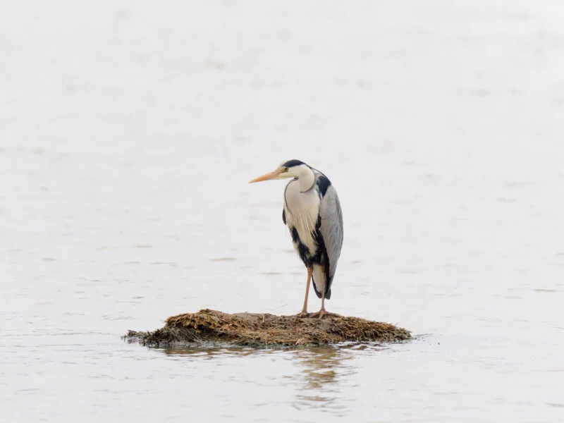 A grey heron stands alone on a small mound of vegetation in calm, shallow water, with a soft, pale background.