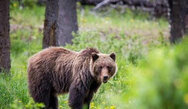 Reward increased for tips about grizzly killed illegally in Idaho