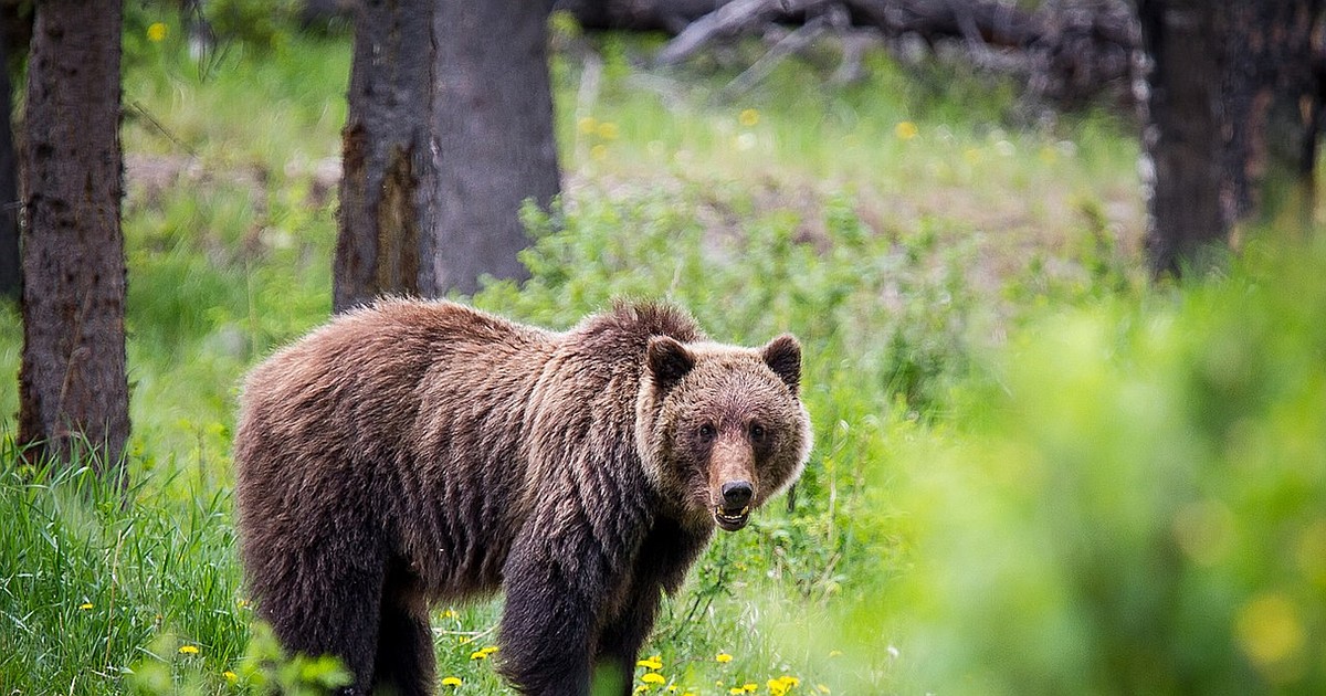 Reward increased for tips about grizzly killed illegally in Idaho