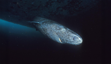 How These Long-Living Sharks Keep Sharp Vision for Centuries