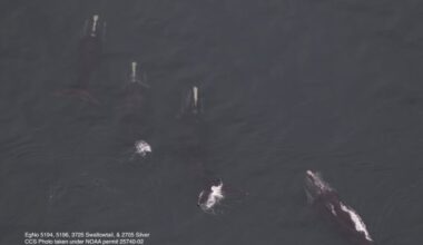 An aerial view of some of the whales spotted in Cape Cod Bay on Saturday.