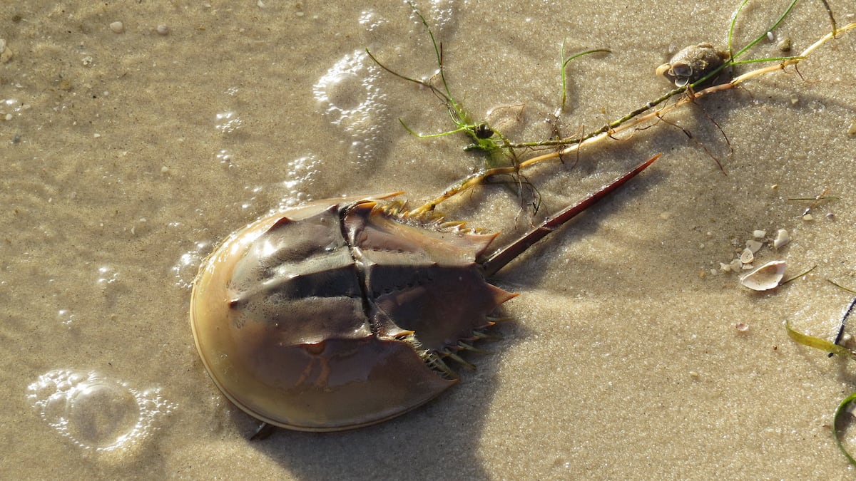 As horseshoe crab populations decline, do they need stronger protections? - Tampa Bay Times