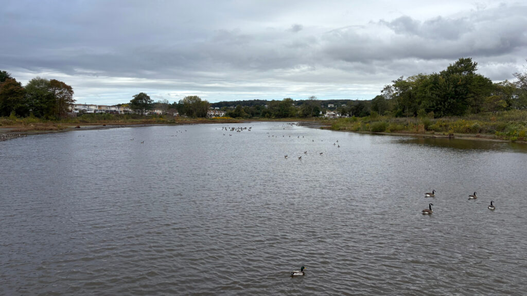 Ducks paddle on a waterway under a cloudy sky