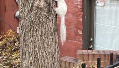 Friends of the White Whale Society Presents