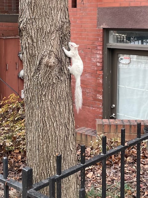 Friends of the White Whale Society Presents