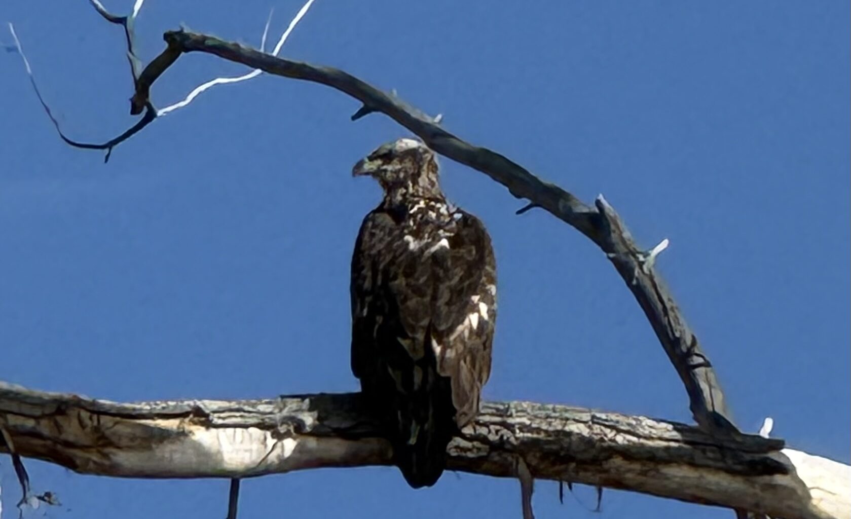 Reader Photo: Young Bald Eagle spotted near Carson River