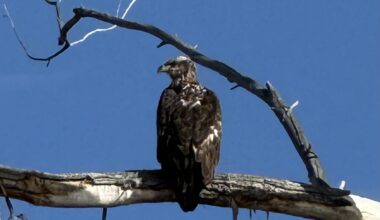 Reader Photo: Young Bald Eagle spotted near Carson River
