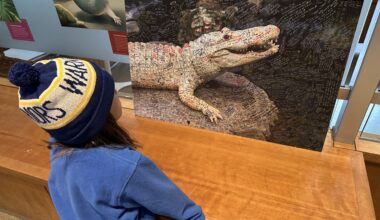 Which S.F. street did you vote to rename for Claude the Alligator?