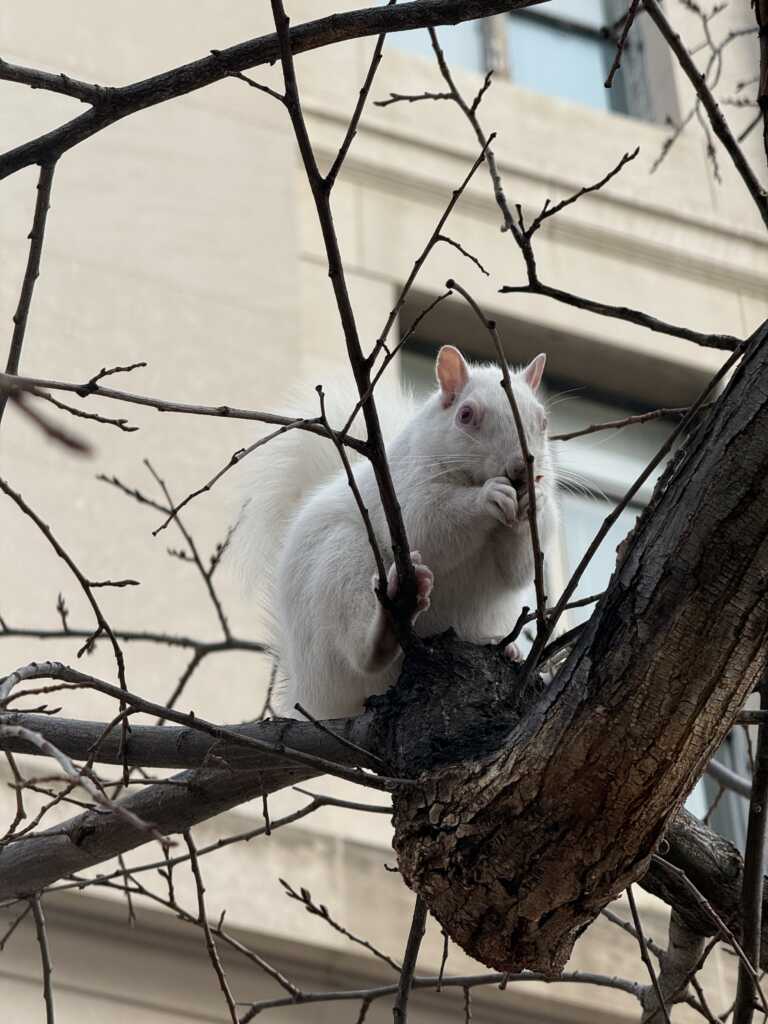 Friends of the the White Whale Society Presents