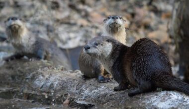 An ongoing Smithsonian study of our region’s cutest apex predator (and its poop!)