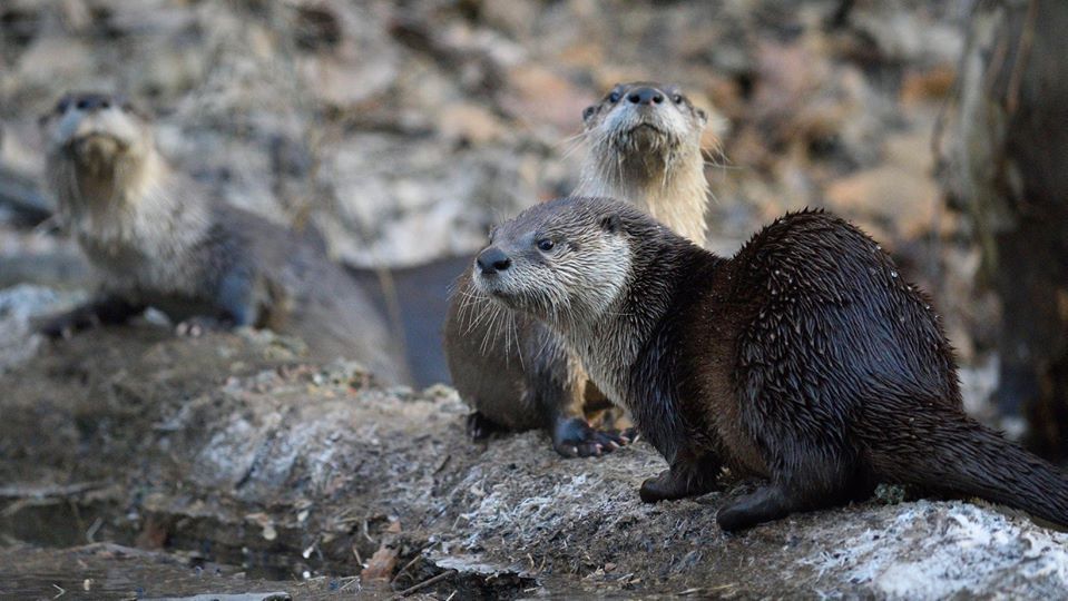 An ongoing Smithsonian study of our region’s cutest apex predator (and its poop!)