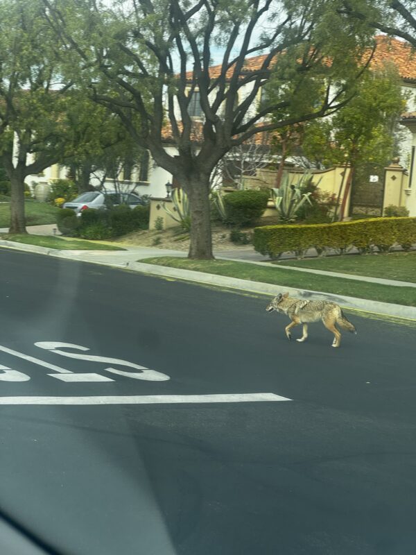 Coyotes are seen out-and-about because of mating season. Signal file photo.