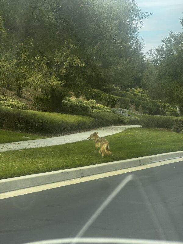 Coyotes are seen out-and-about because of mating season. Signal file photo.