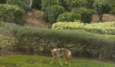 Coyotes are seen out-and-about because of mating season. Signal file photo.