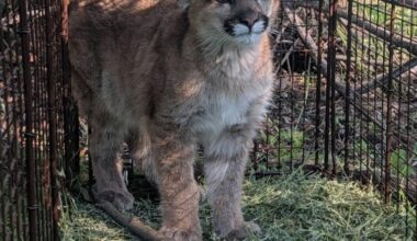 Biologists seek to reunite mountain lion cub with family  