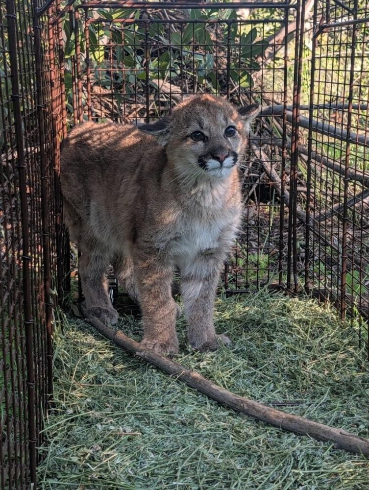 Biologists seek to reunite mountain lion cub with family  