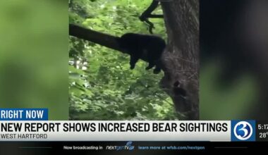Bear sightings reach record high with over 12,000 reports in 2025