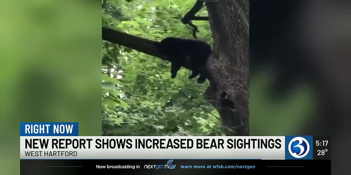 Bear sightings reach record high with over 12,000 reports in 2025