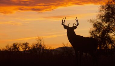 DNR confirms CWD in wild deer in Clark County