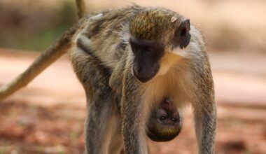 ‘The White Lotus’ Reveals $3,000 Per Night Filming Location - The Daily Beast