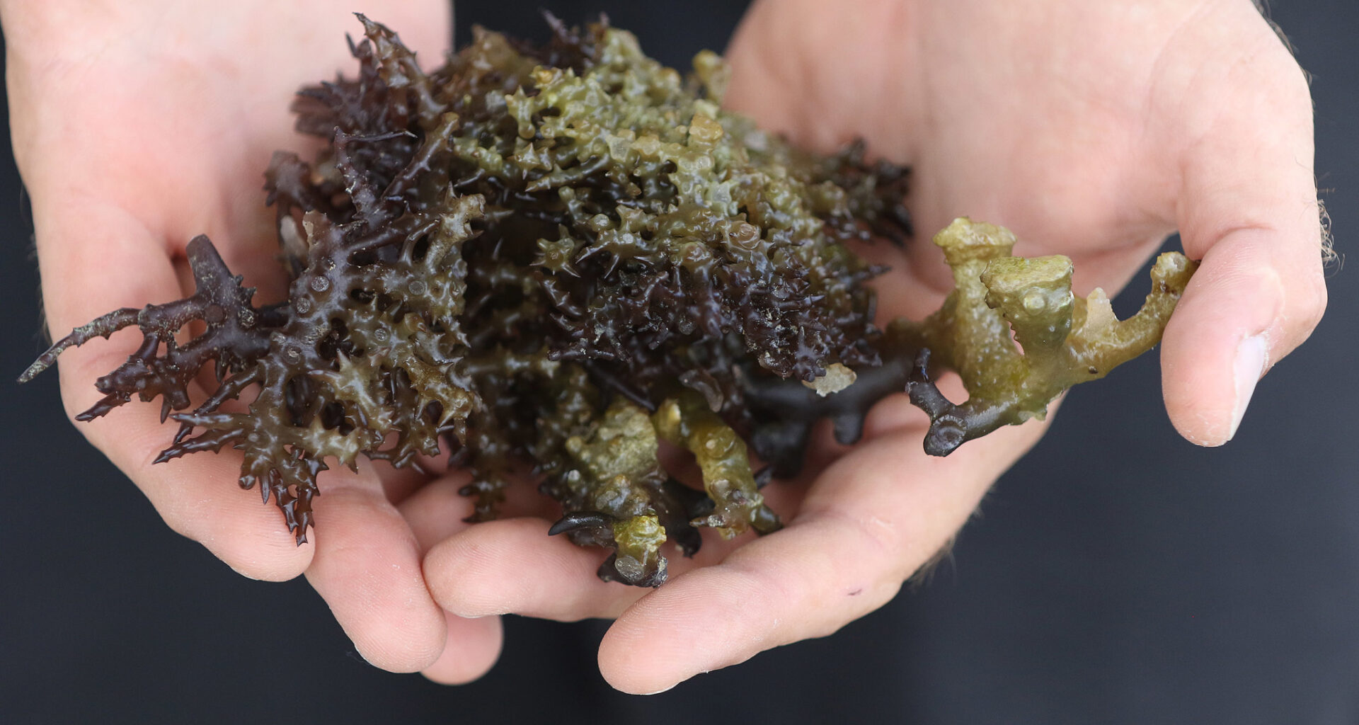 Hawaiʻi Lawmakers Threaten To Withdraw Funding For Invasive Species