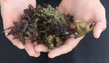 Hawaiʻi Lawmakers Threaten To Withdraw Funding For Invasive Species