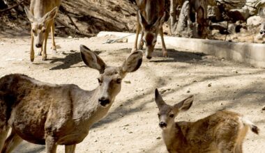 Using professional hunters to shoot and kill all the deer on Catalina Island opposed by Supervisor Hahn – Daily News