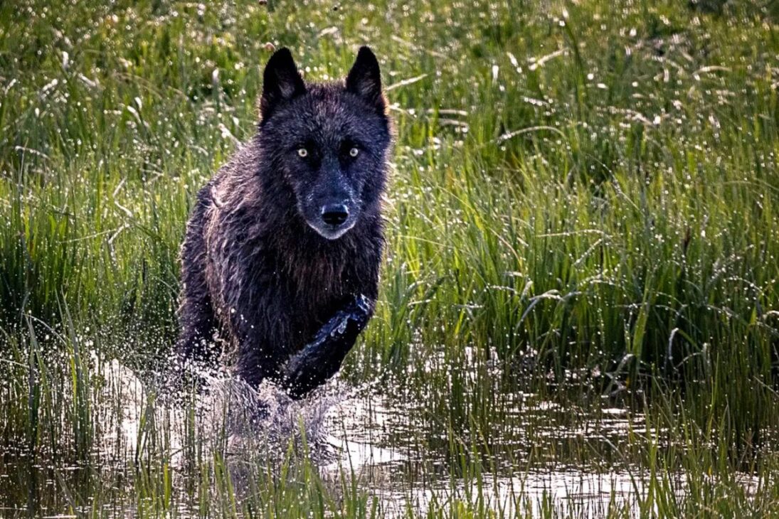 Wolves return to Yellowstone after reintroduction, reducing elk populations, reigniting debate with ranchers, and altering the park's ecological balance.