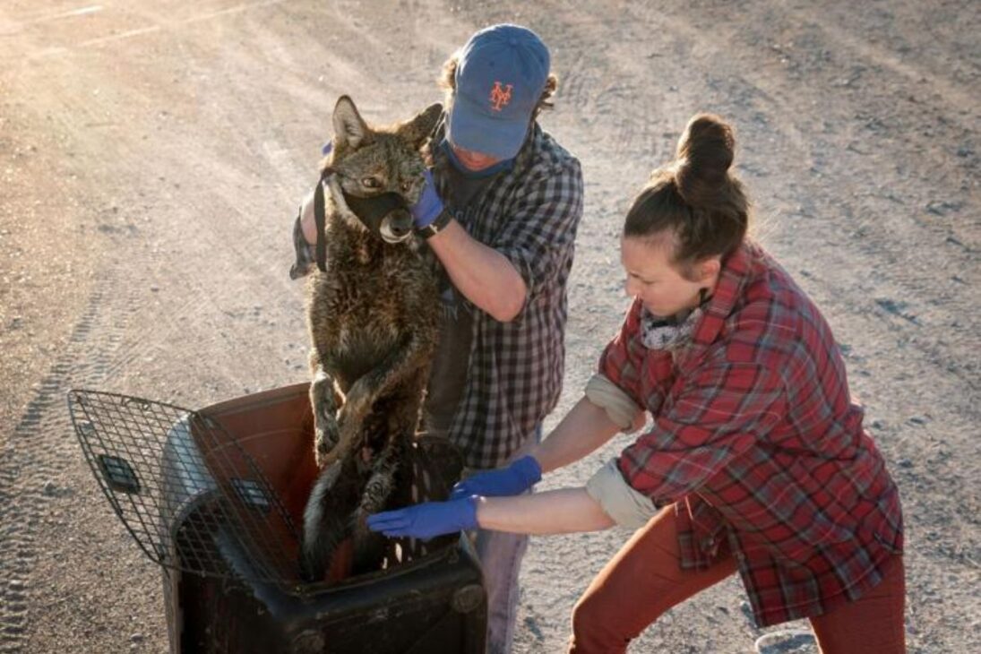 Red wolves return to North Carolina in 2026, reducing coyotes, controlling deer, protecting forests, and demonstrating how a superpredator can rebuild ecosystems in the Southeastern United States.