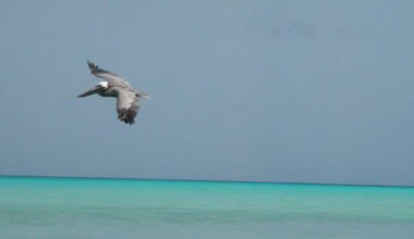 US Military Attack and Oil Grab in Venezuela Flouts International Law