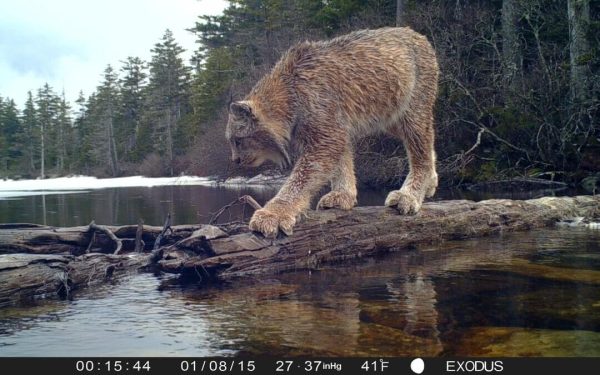 A Canada lynx walks across a log