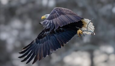 Long Island bald eagle nesting season: Why you need to stay back
