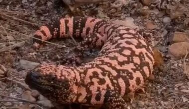 The Gila monster’s role in creating Ozempic