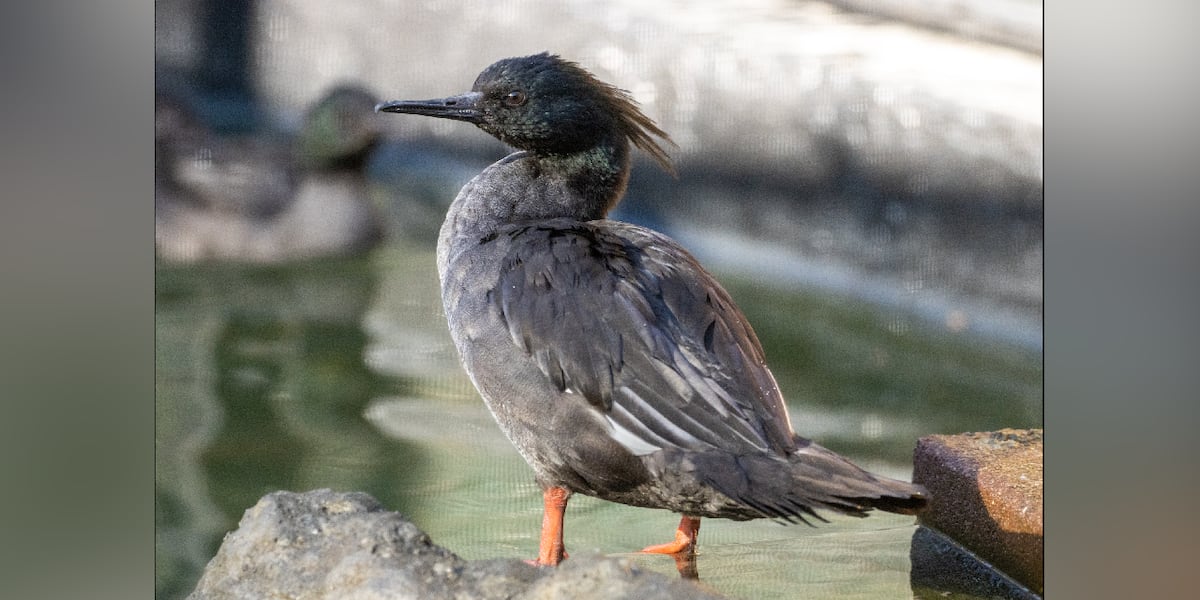 Sylvan Heights Bird Park welcomes endangered Brazilian ducks