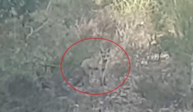 Man Walking His Dog Captures a Once-in-a-Lifetime Encounter in the Pyrenees