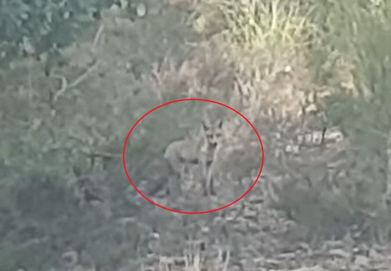 Man Walking His Dog Captures a Once-in-a-Lifetime Encounter in the Pyrenees