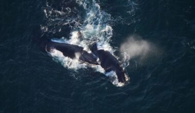 Scientists spot dozens of endangered right whales in Mass. waters