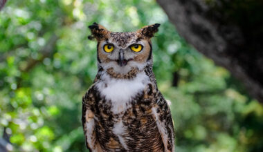 Celebration of Life to Honor Wisdom, Impact of Max the Great Horned Owl | Local News