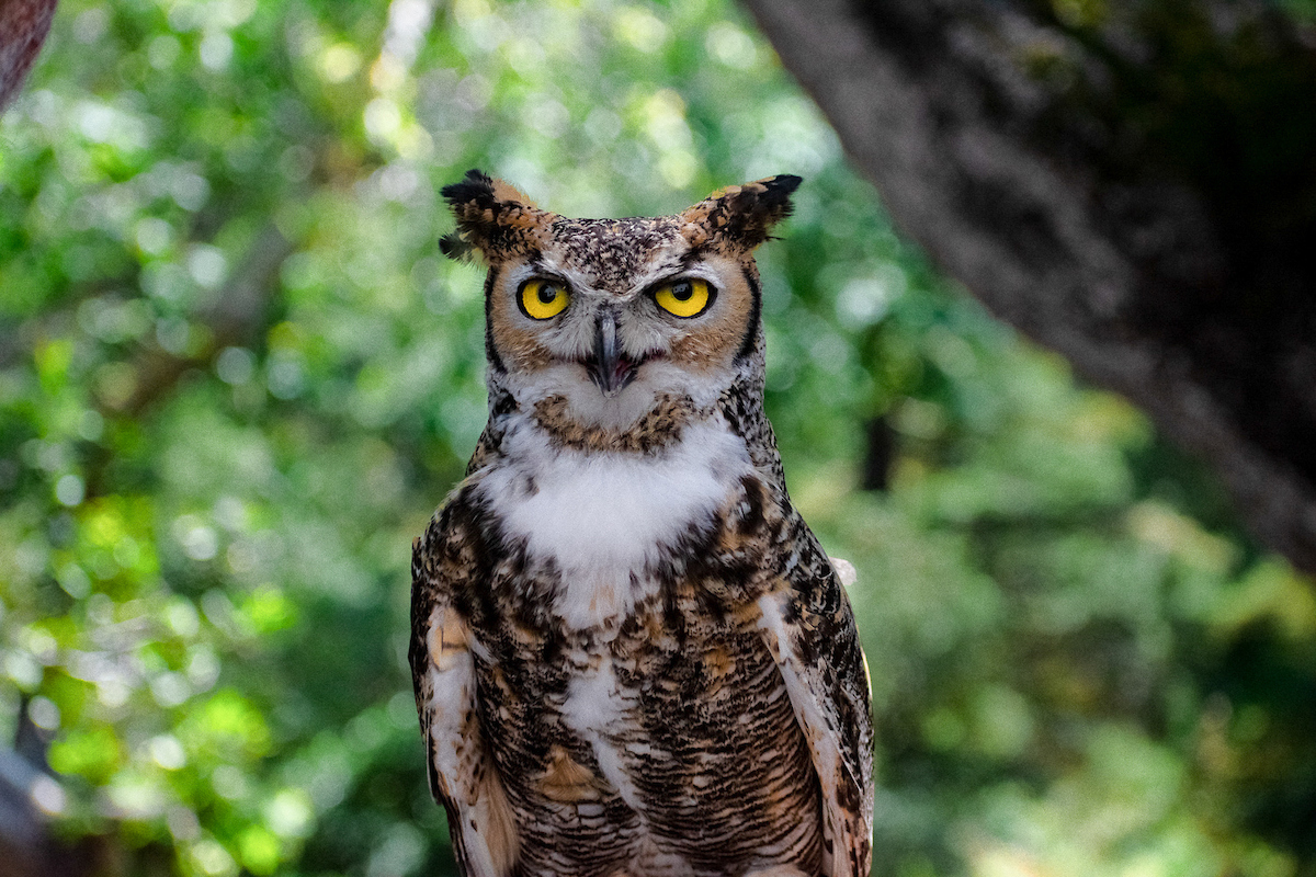 Celebration of Life to Honor Wisdom, Impact of Max the Great Horned Owl | Local News
